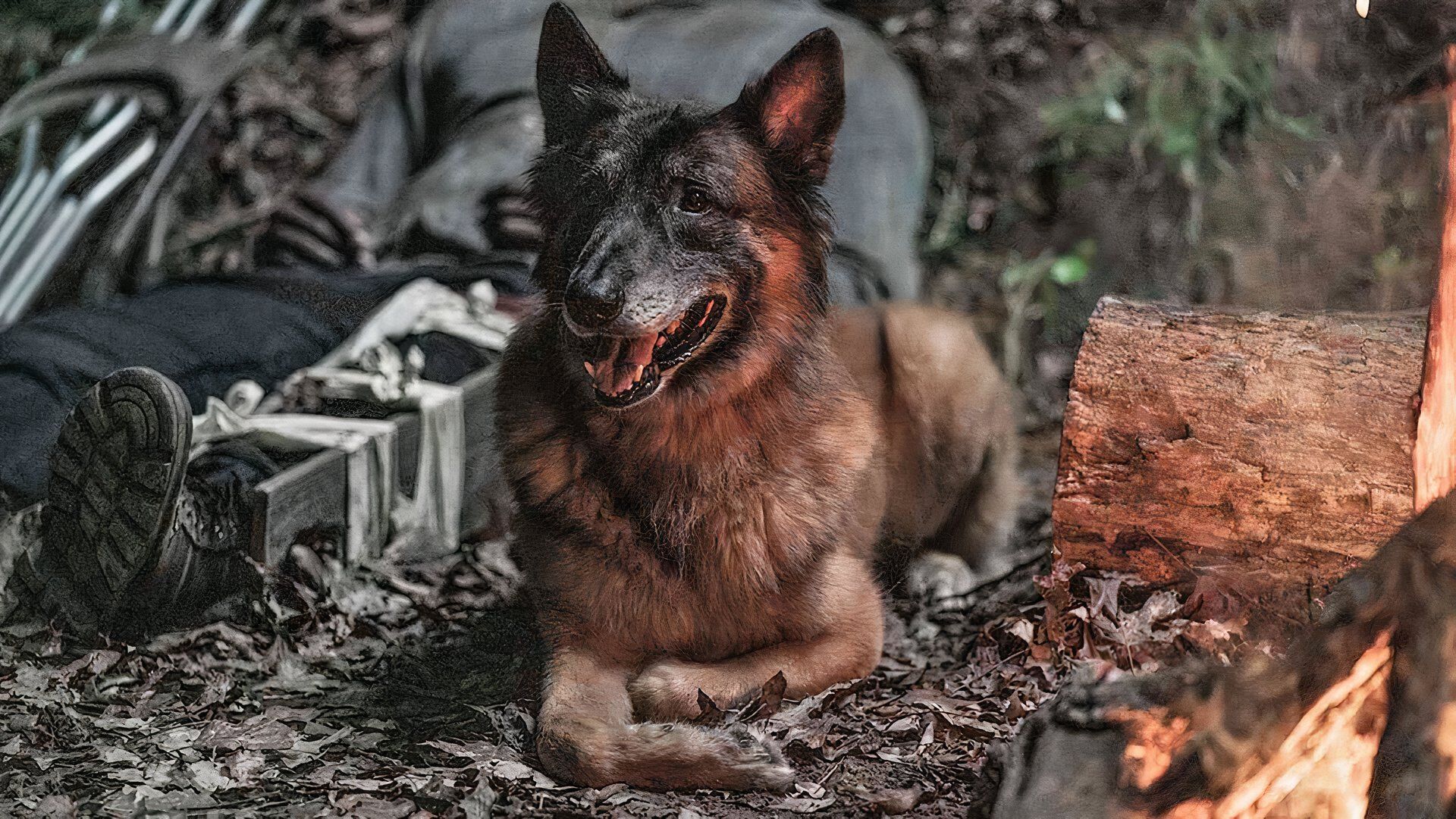 Seven as Dog in The Walking Dead lying down