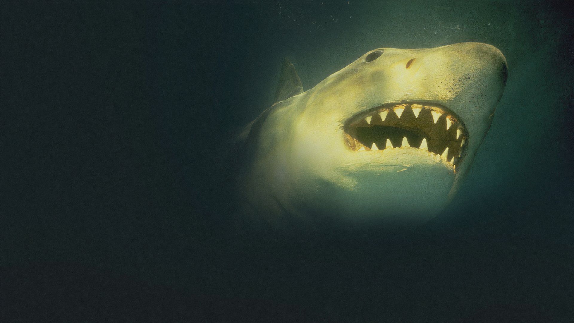 Universal Receives Backlash for AI-Enhanced Jaws Sequels