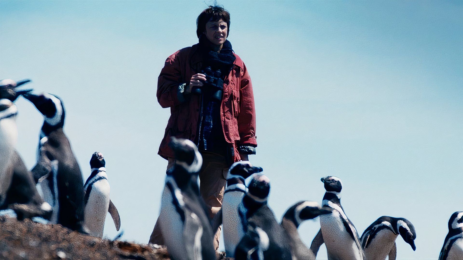 My Penguin Friend Review: A Heartwarming True Story Gets a Sweet Adaptation