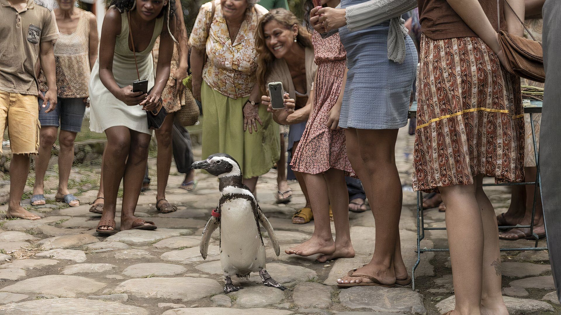 The Charming and Emotional True Story Behind My Penguin Friend, Explained