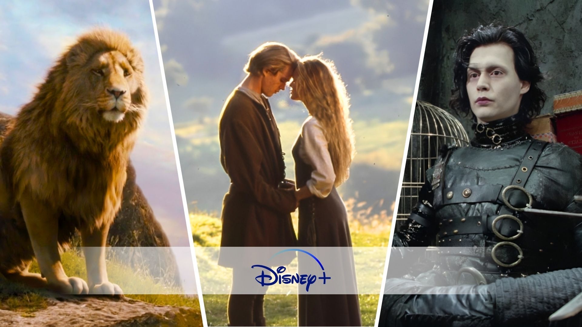 What to watch movieweb