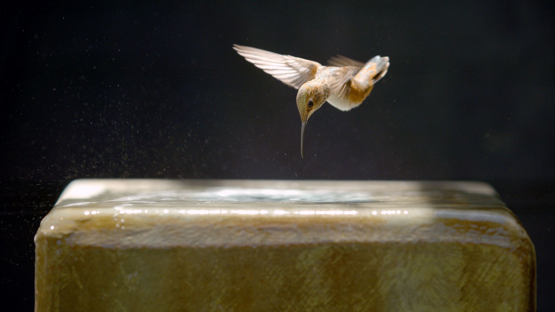 'Every Little Thing' Director on the Doc's Spellbinding Study of Hummingbirds & Trauma