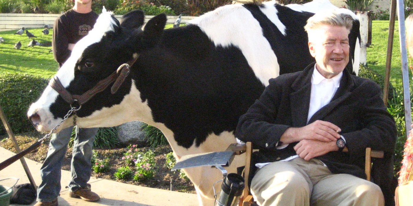 David Lynch with a cow promoting Laura Dern in a Creative Commons image