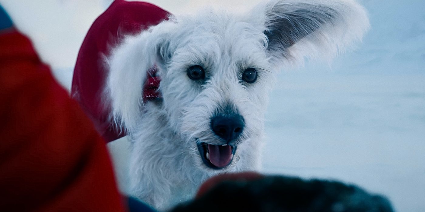 James Gunn Brings Superman’s Best Boy Krypto to the Puppy Bowl