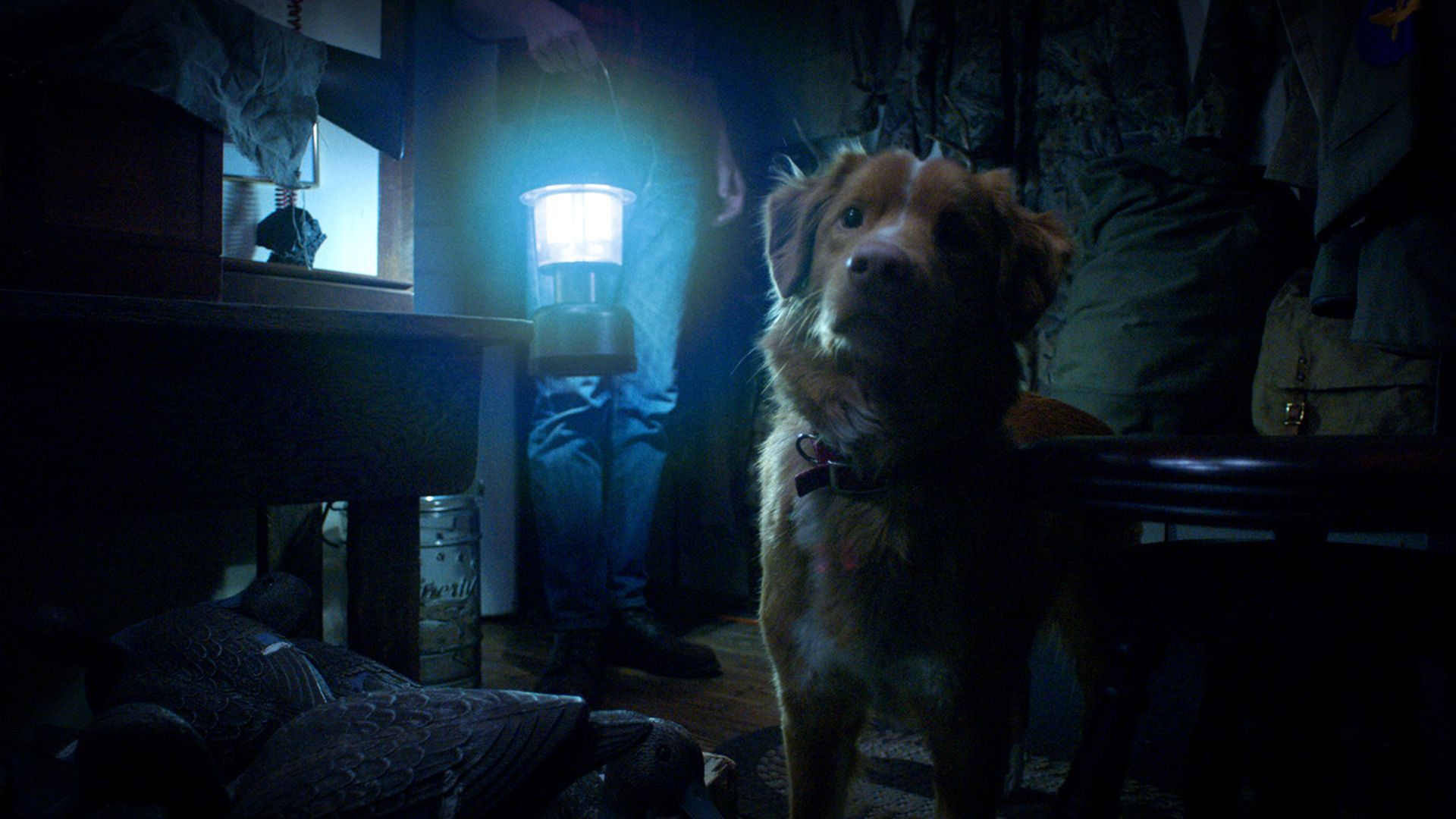 A dog in a dark room in the movie Good Boy