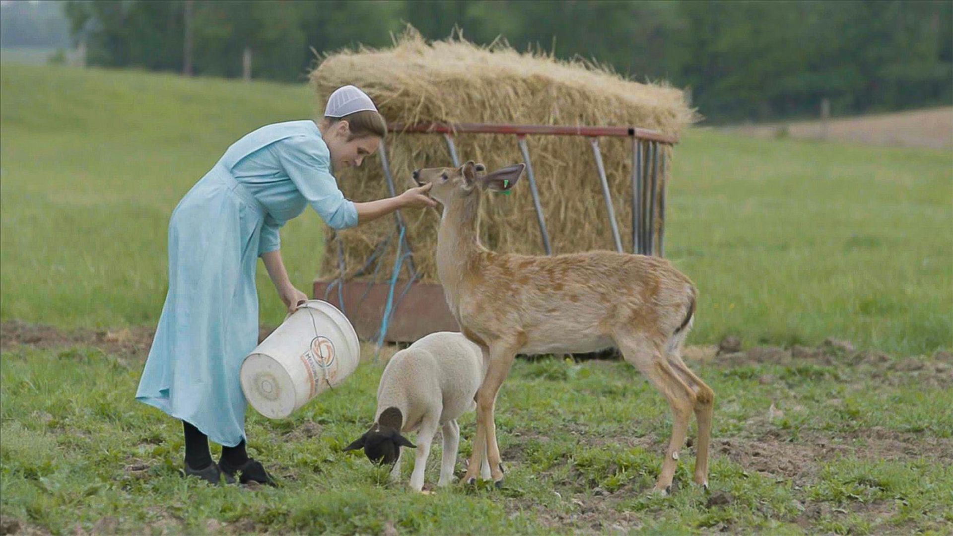 A woman feeds a goat and deer in Arrest the Midwife