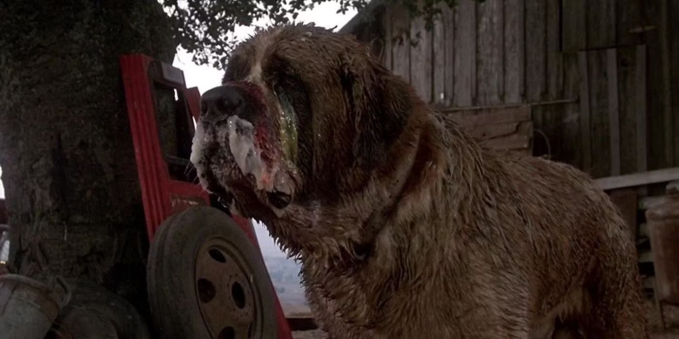 Cujo-1983-St-Bernard-Dog-Outside-Garage