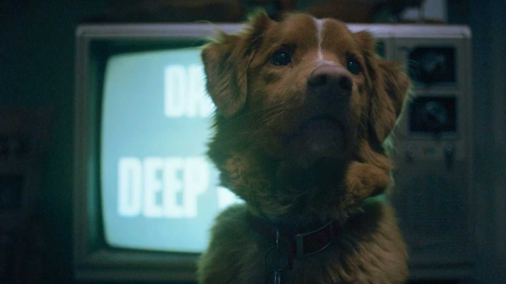 Indy the dog in Good Boy