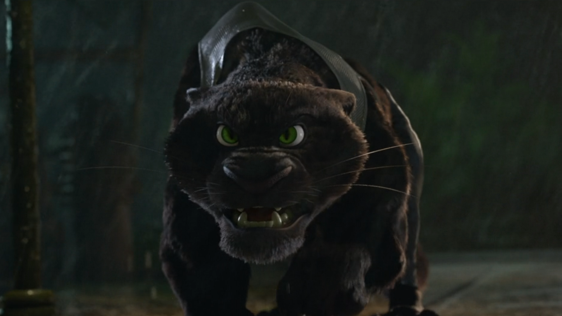 A feral Manchas in Zootopia.