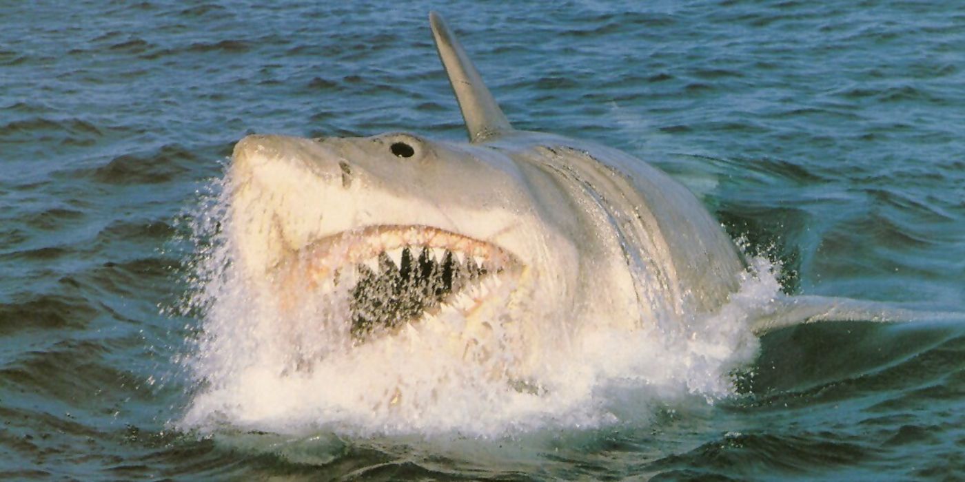 Why 'Jaws: The Revenge' Is One of the Worst Movies Ever Made