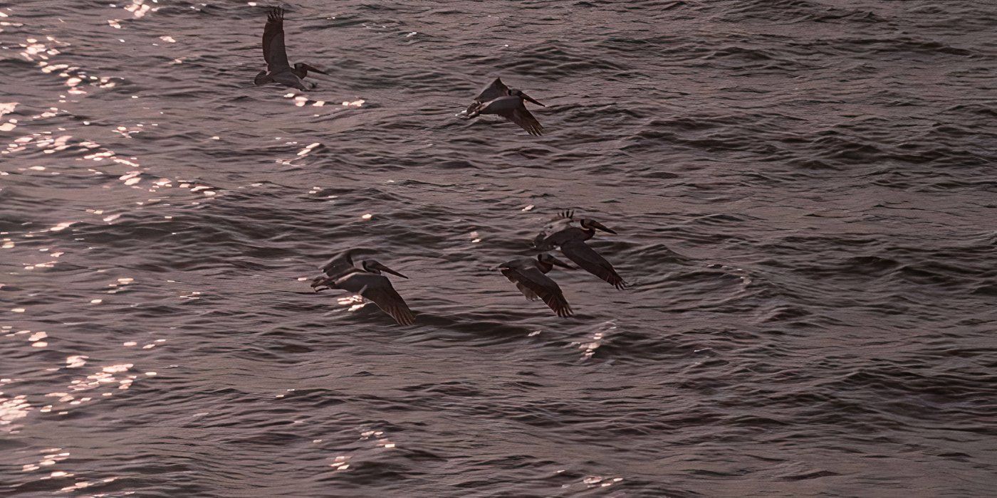 Pelicans fly by in final shot