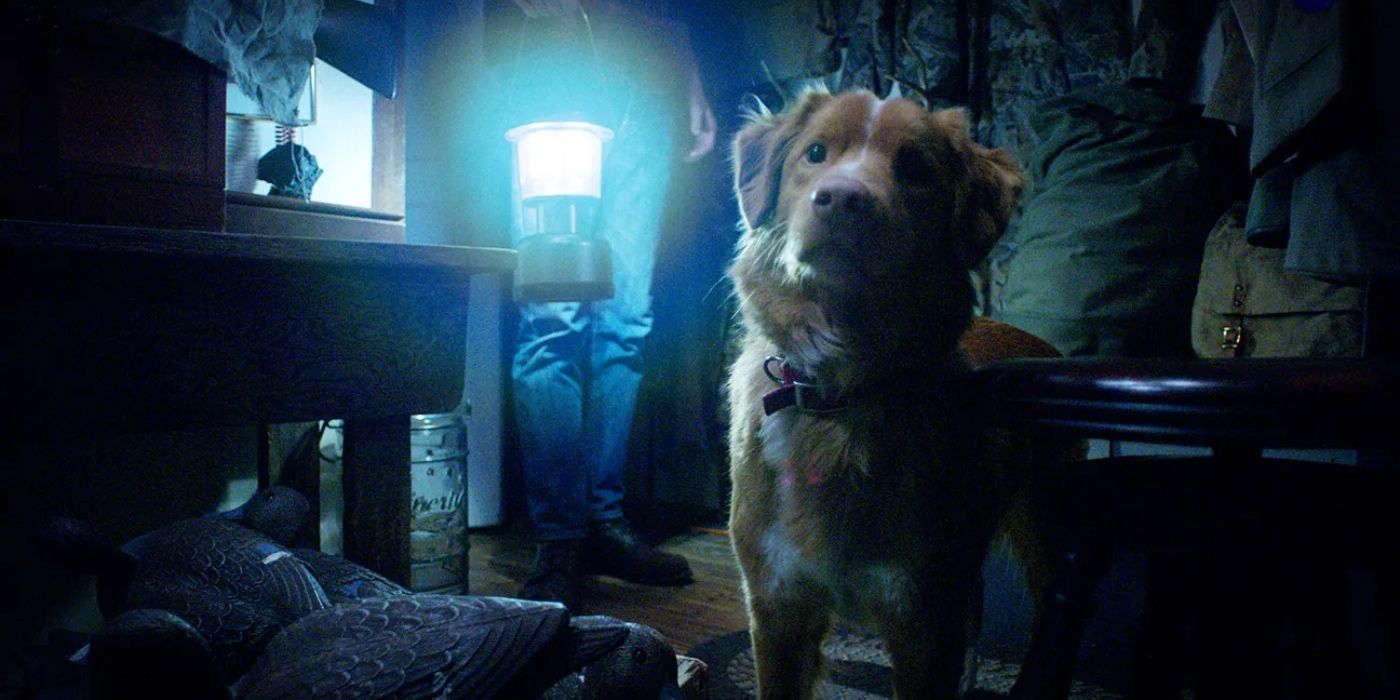 Why 'Good Boy' Fans Should Watch Stephen King's 'Cujo'
