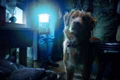 a dog looks at somehing in the dark in good boy