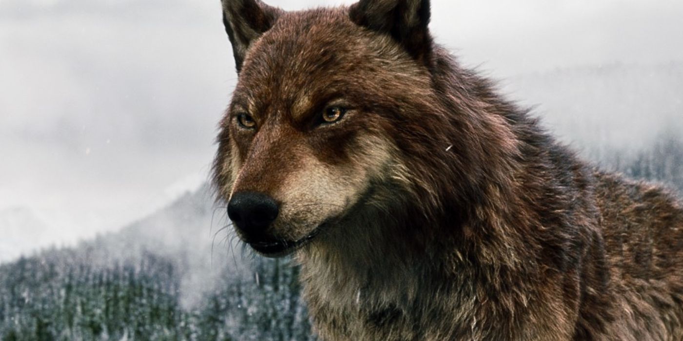 'The Twilight Saga' Films Returning to Theaters Later This Fall