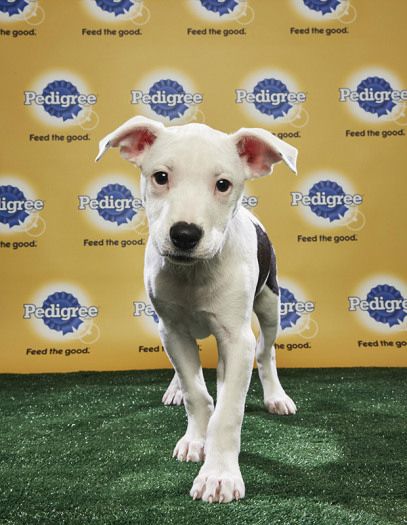 Puppy Bowl 2018 Barry