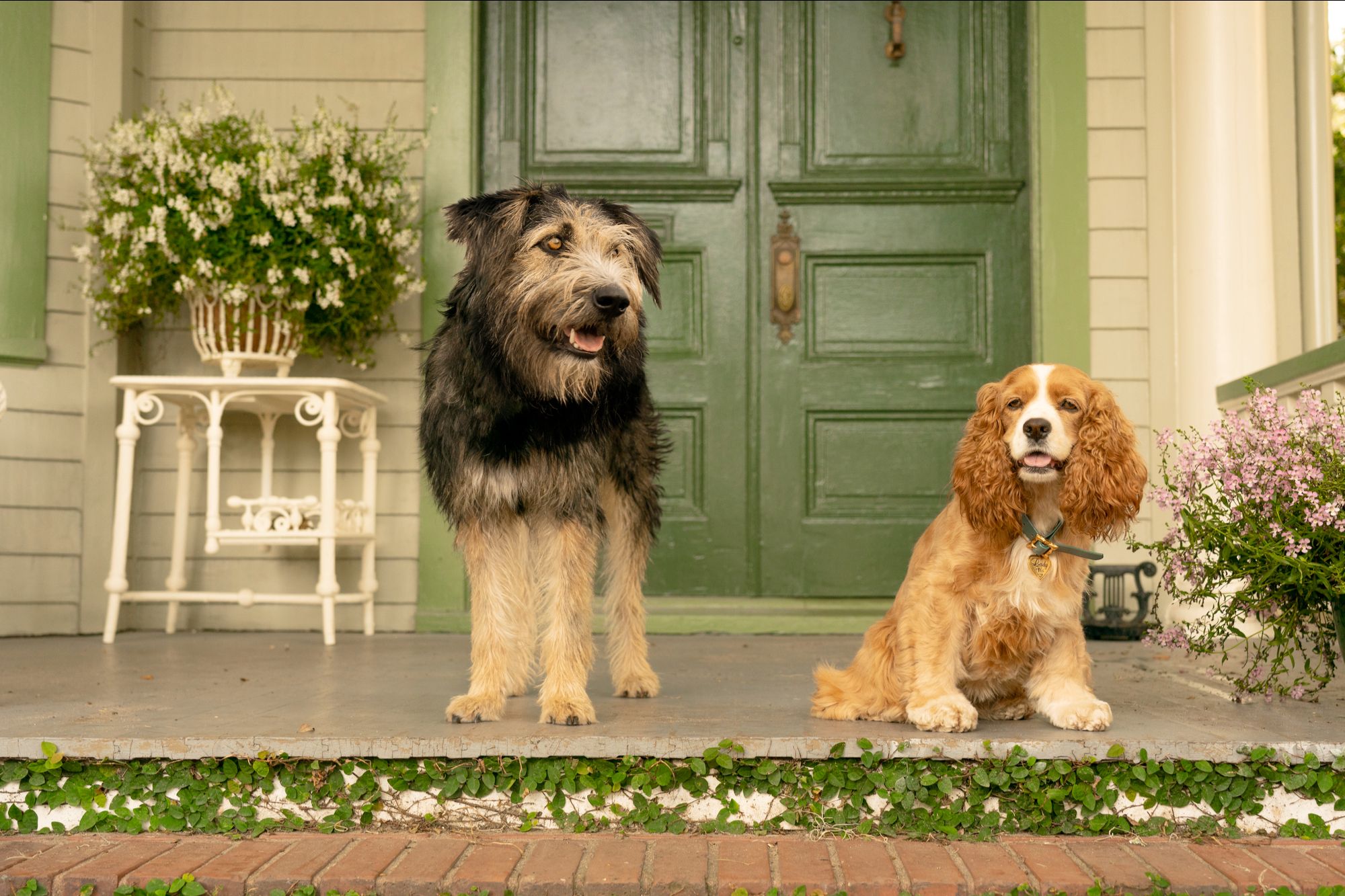 Lady and the Tramp Disney+ photo 2