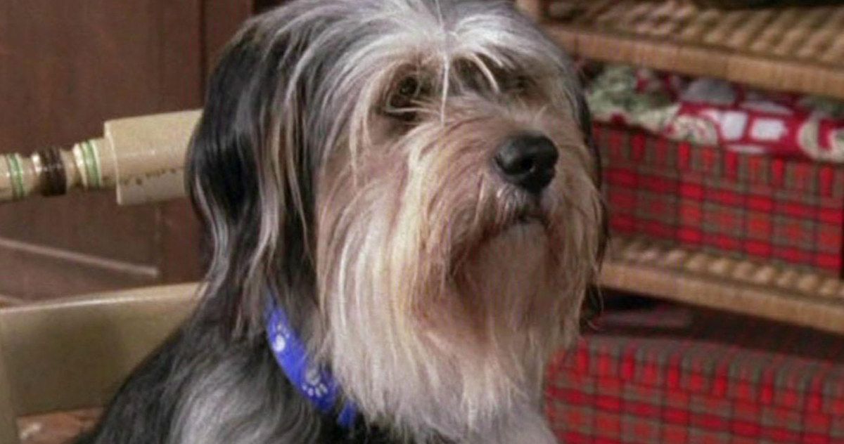 Gilmore Girls Is Bringing Back Lorelai's Dog Paul Anka