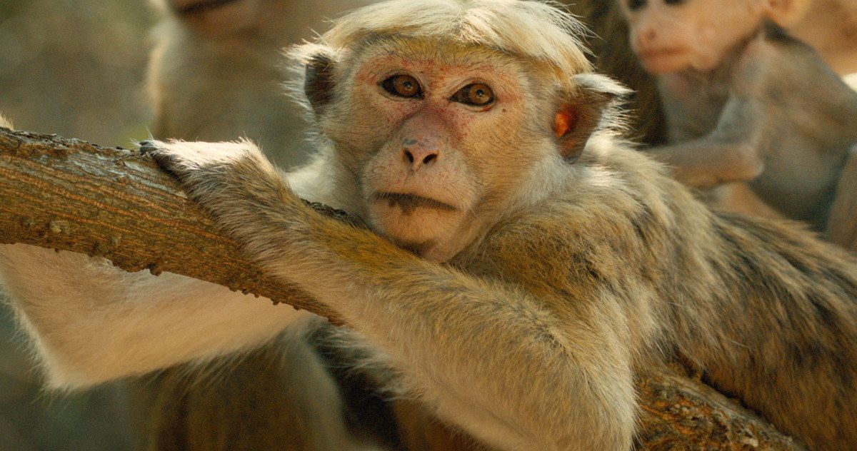 Disney's Monkey Kingdom Trailer