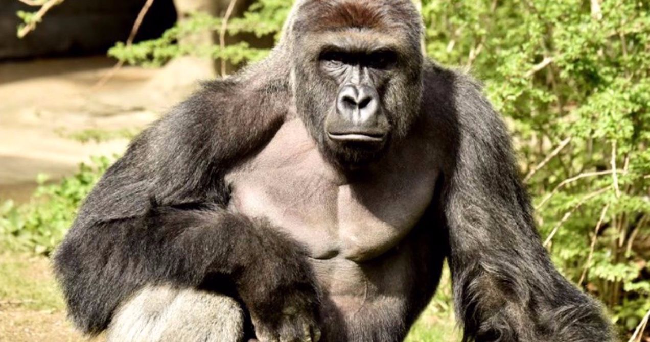 Harambe Is Honored by Fans on 4th Anniversary of His Death