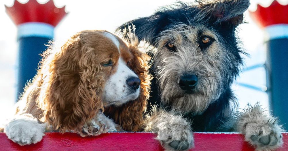 Lady and the Tramp First Look at Disney+ Live-Action Remake