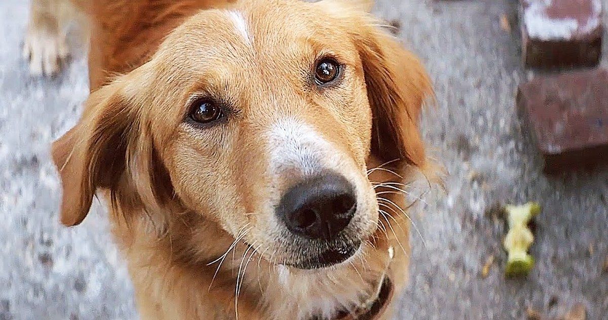 A Dog's Purpose Premiere Canceled Following Animal Abuse Scandal
