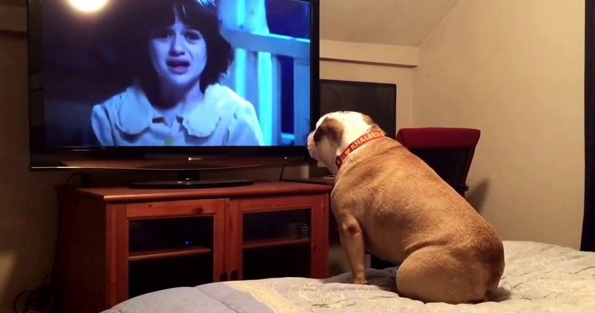 Dog Watches The Conjuring and Freaks Out in Hilarious Video