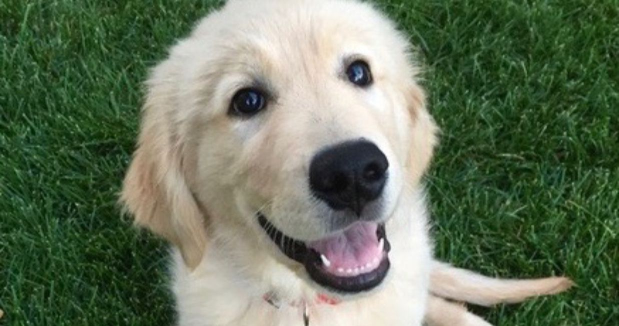 Fuller House Dog Cosmo Dies Unexpectedly at 4 Years Old