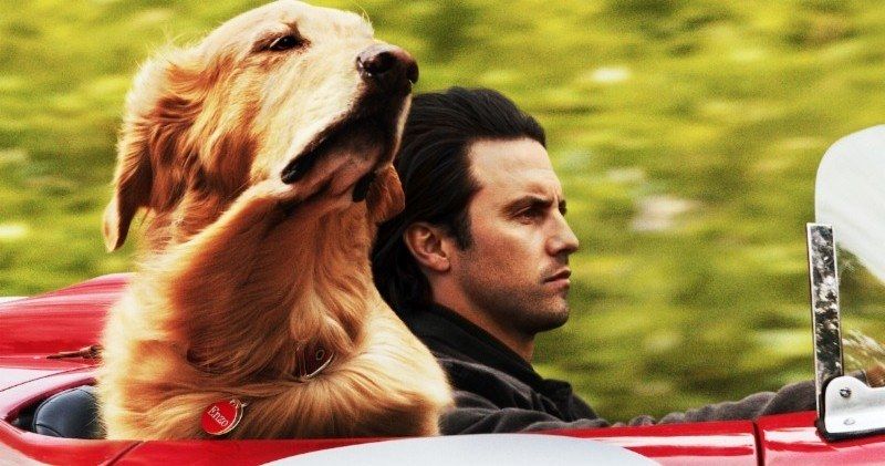 The Art of Racing in the Rain Trailer: Kevin Costner Is Enzo the Race Car Dog