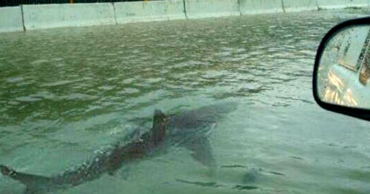 Shark Terrorizing Houston Floodwater Proves to Be Fake News