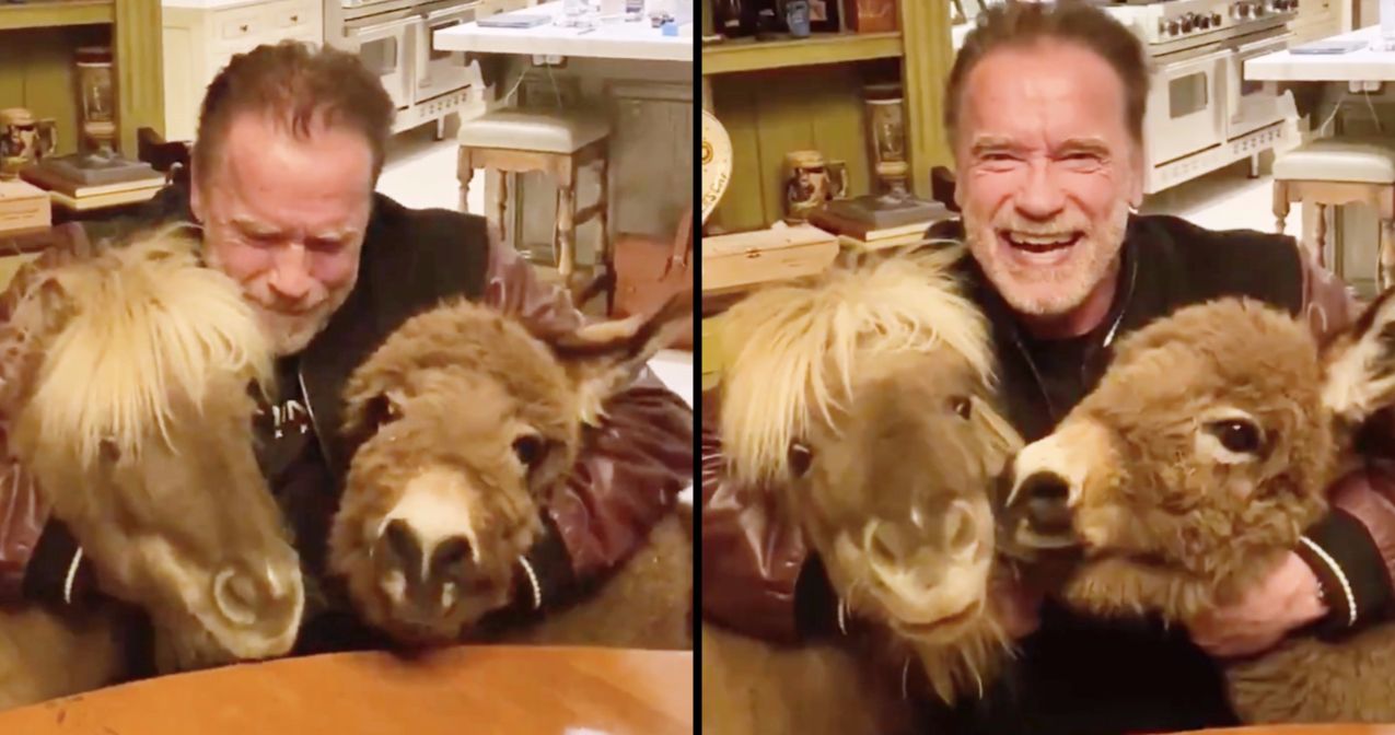 Watch as Arnold Schwarzenegger Cheers Everyone Up with His Barnyard Pals Whiskey and Lulu