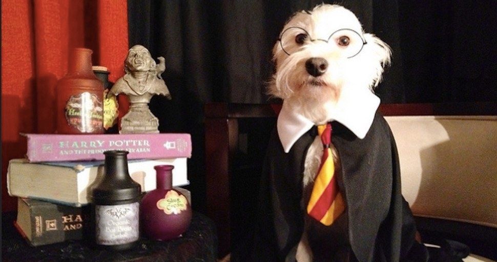 Animal Shelter Sorts Dogs Into Harry Potter Hogwarts Houses