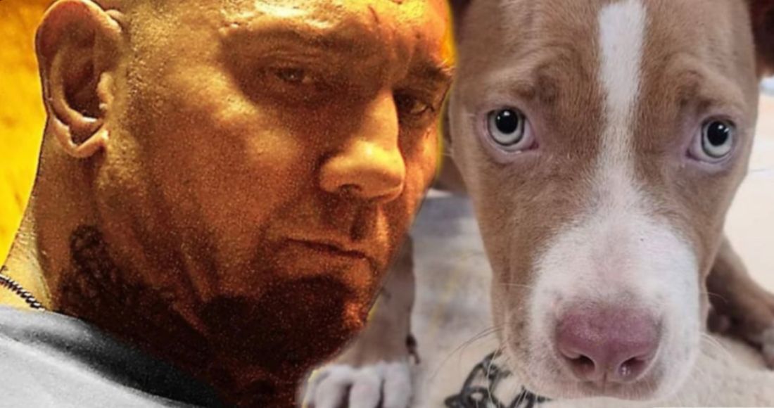 Dave Bautista Adopts Abused Puppy, Offers Reward to Find Former Owners