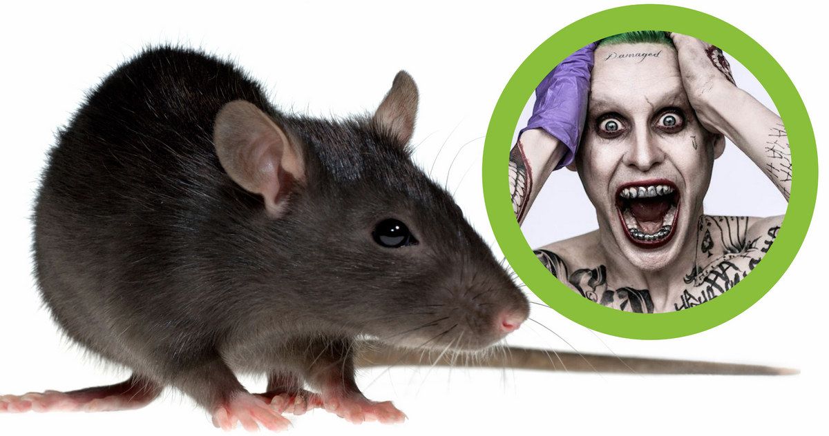 Leto's Suicide Squad Rat Was Adopted by This Famous Director