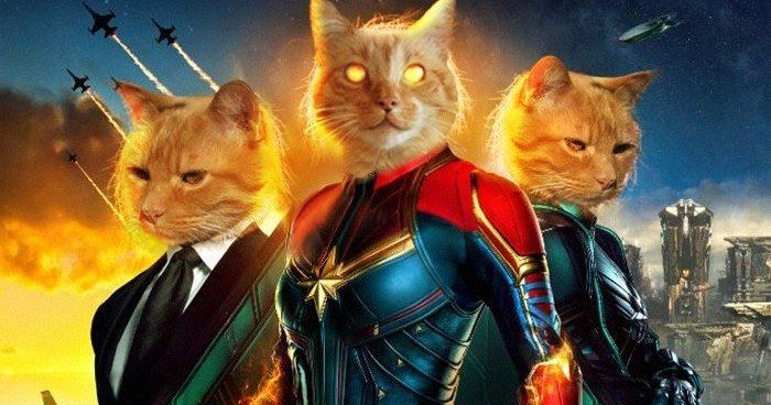 Goose the Cat Wants to Steal Your Heart in Captain Marvel Livestream