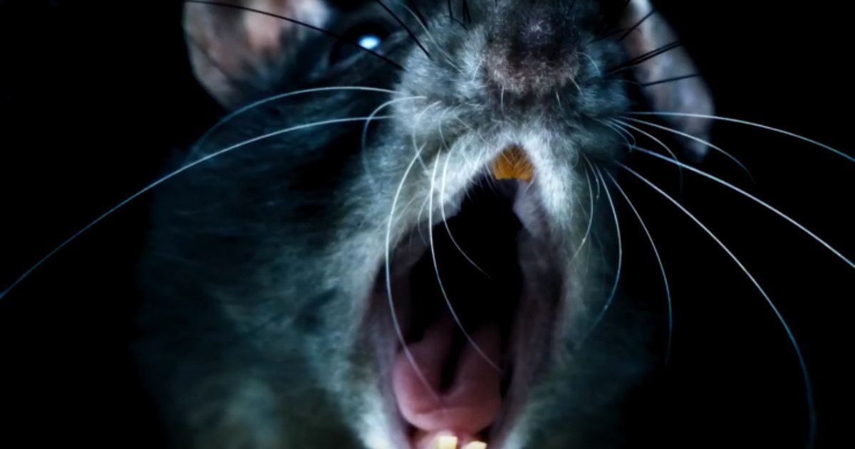 Morgan Spurlock's Rats Trailer Will Creep You Out