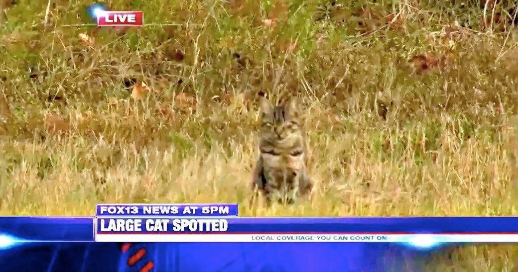 Cute Kitty Hilariously Photobombs Cougar Warning on Live TV