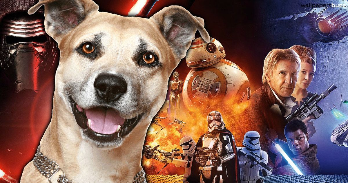 Watch This Dog Hilariously Howl Along to the Star Wars Theme Song