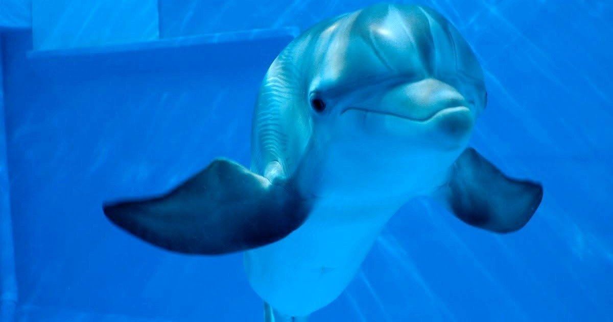 Second Dolphin Tale 2 Trailer