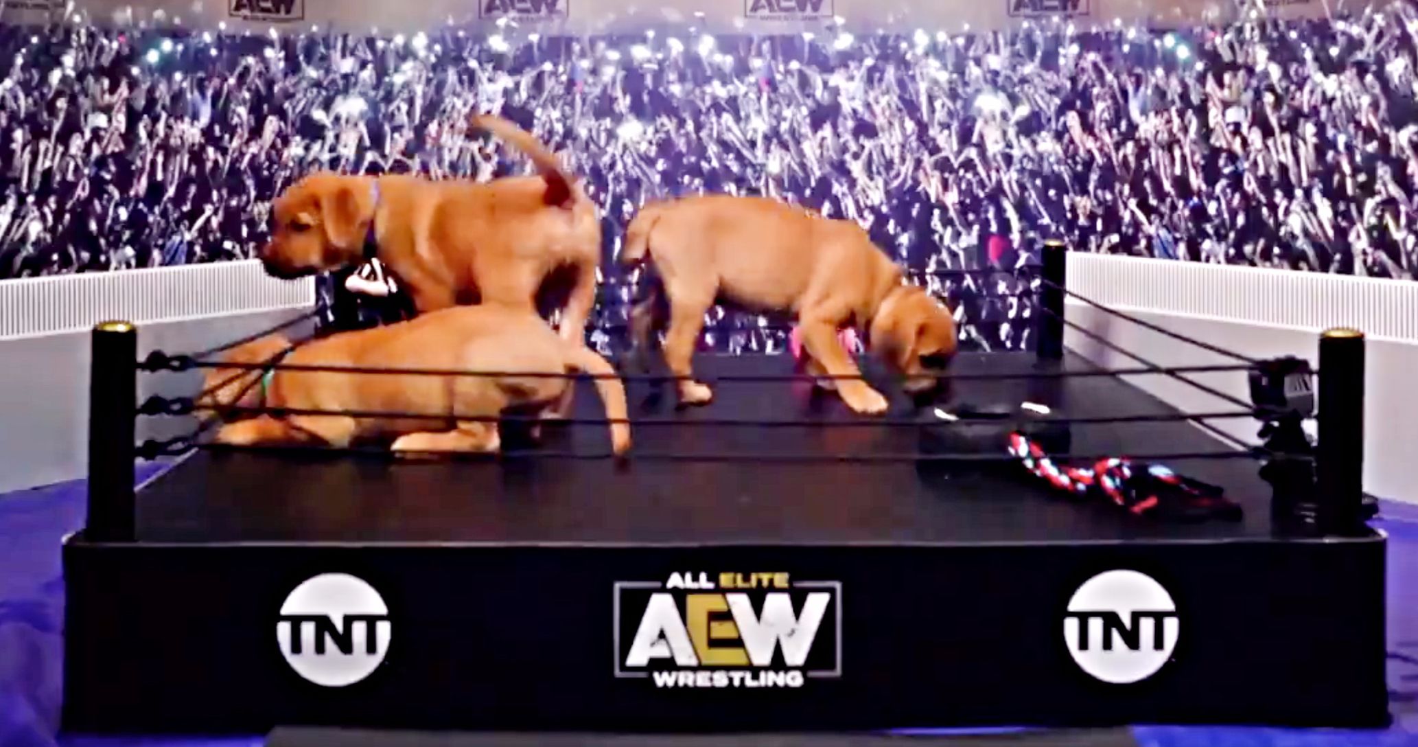 First-Ever Puppy Battle Royale Is Coming to All Elite Wrestling Next Week