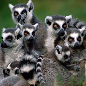 Island of Lemurs: Madagascar Trailer