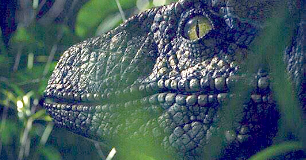 Jurassic World Photo: Raptors Are Coming Tomorrow!