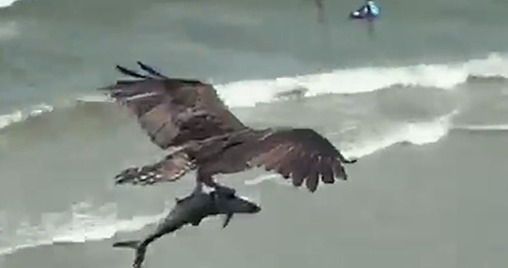 Sharknado Is Now Real Life as a Bird Carries a Shark in a New Viral Video