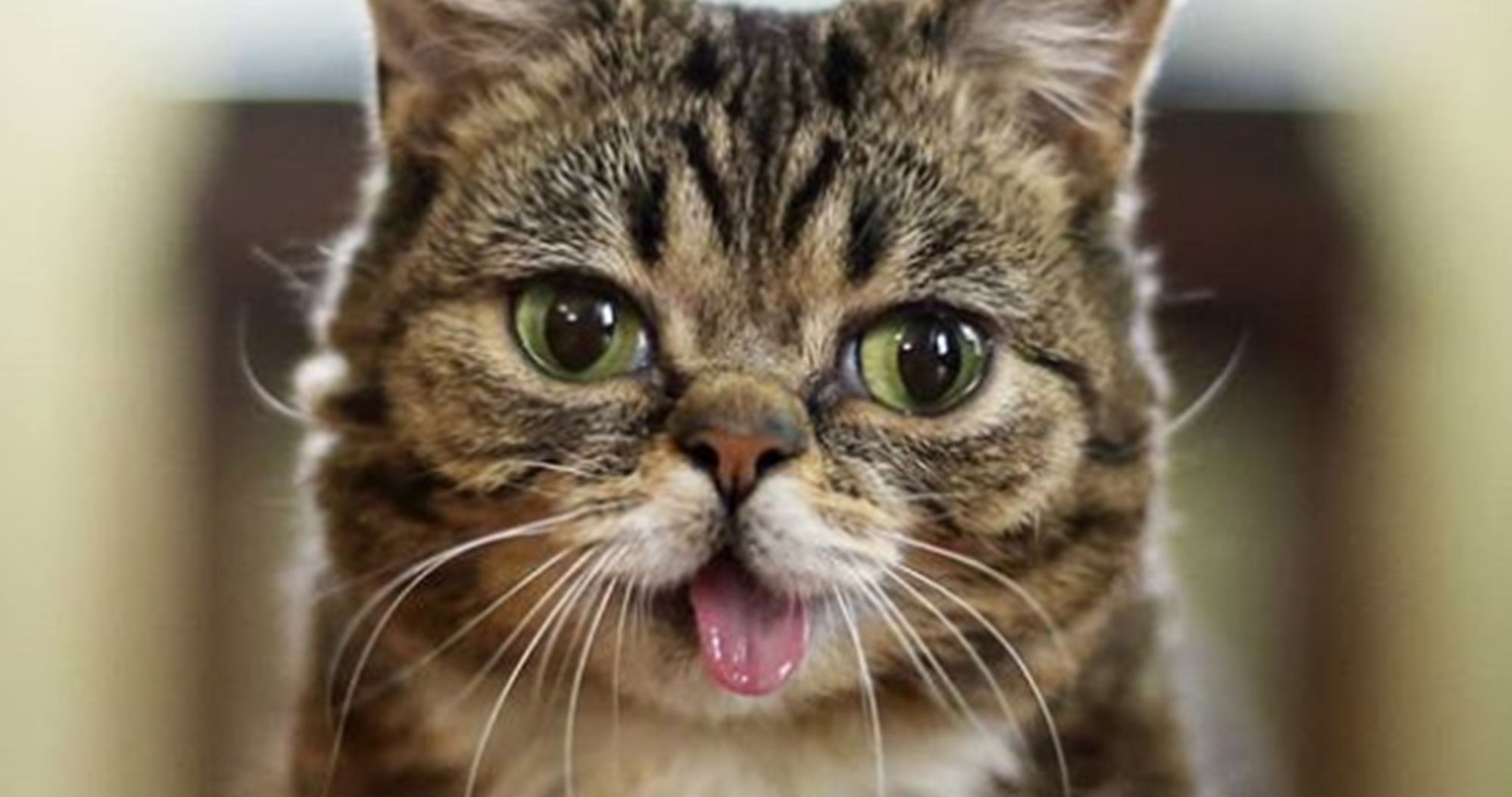 Lil Bub Dies, Internet Cat and Viral Sensation Was 8