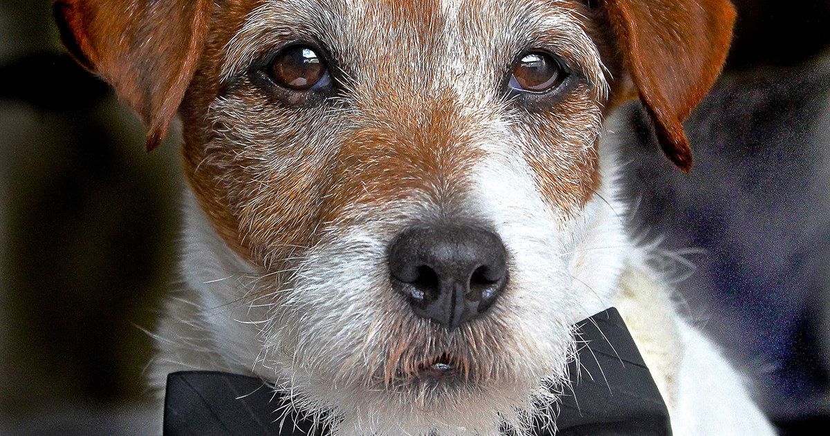 Uggie the Dog, Star of The Artist, Passes Away at Age 13