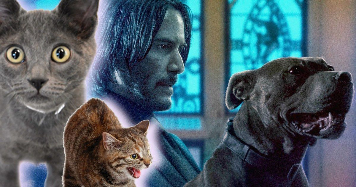 Thousands of Fearless Cats Invaded John Wick 3 Set Causing Chaos