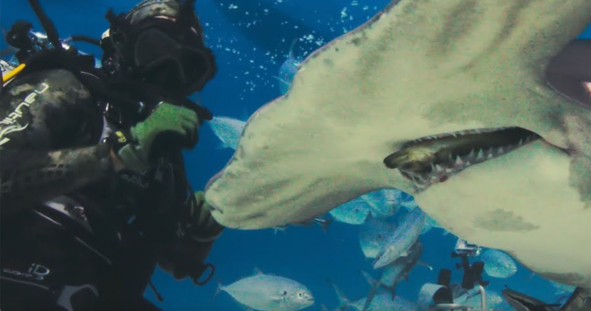 Shark Beach Trailer Drops Chris Hemsworth Deep Into Dangerous Waters