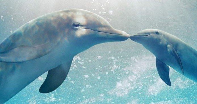 Win Big Dolphin Tale 2 Prizes!