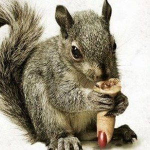 Squirrels Teaser Trailer