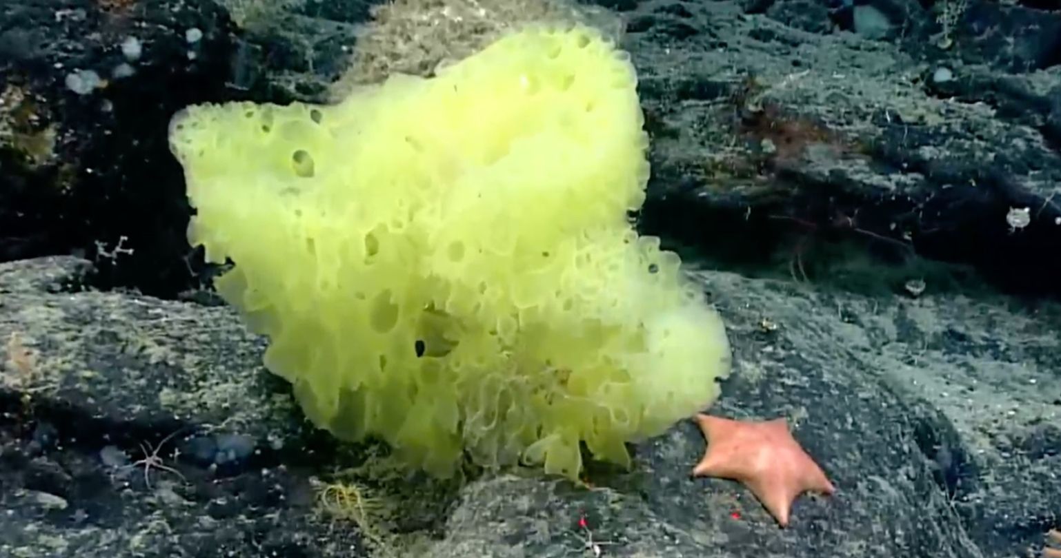 Real-Life SpongeBob and Patrick Spotted Together Deep in the Atlantic Ocean