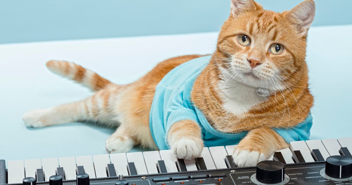 6. Keyboard Cat - The Musical Sensation
